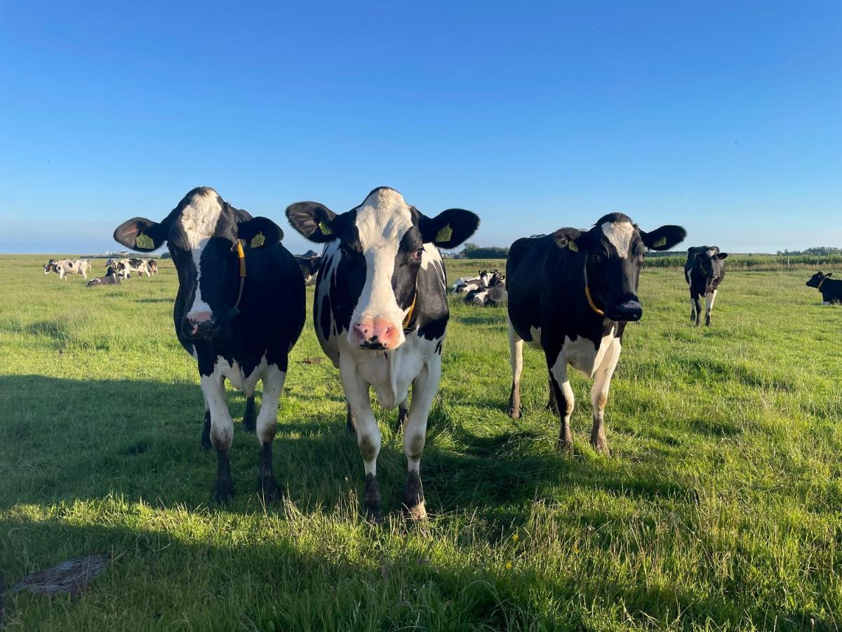 Johanneshoeve - De Mooiste Plek Op Texel Den Hoorn  Dış mekan fotoğraf